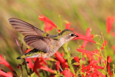 Close-up of red bird flying