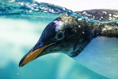 Close-up of penguin swimming in water