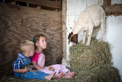  kids in overalls  playing with  kittens, are surprised by a  goat who interrupts their play session