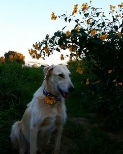 Dog on grass against trees