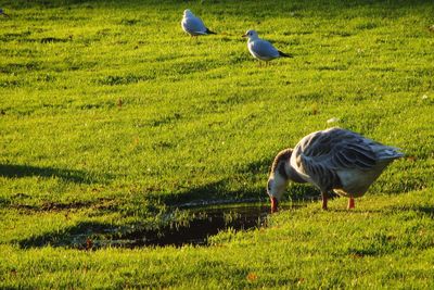 Mallard duck on field