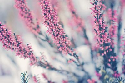 Close-up of flower tree against sky