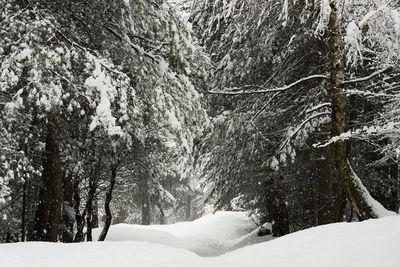 Trees on snow covered landscape