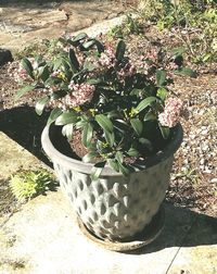 Close-up of potted plant