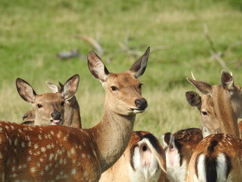 Portrait of deer on field