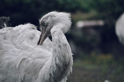 Close-up of a bird