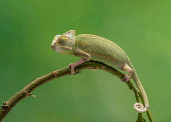 Close-up of lizard
