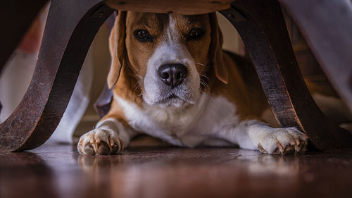 Close-up portrait of dog relaxing on floor