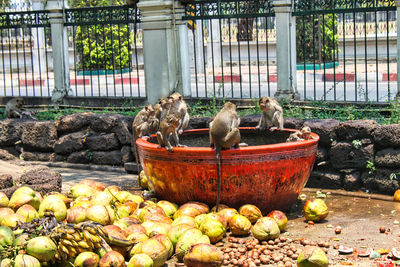 View of birds in nest