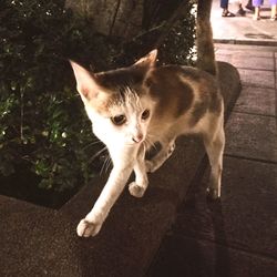 Cat looking up on footpath