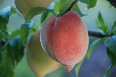 Close-up of fruit growing on plant