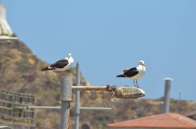 Seagulls perching on railing against sky