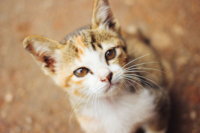 Close-up portrait of cat