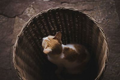 High angle view of cat in basket