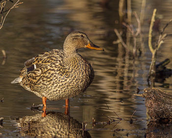 Ducks in a lake