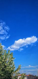 Low angle view of trees against blue sky