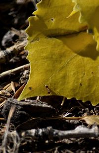 Close-up of yellow leaves on land