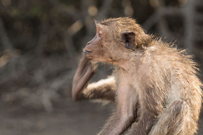 Side view of long-tailed macaque scratching in zoo