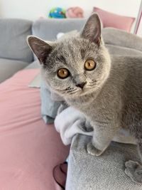 Little shiba - british shorthair kitten