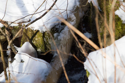 Close-up of snow covered plants