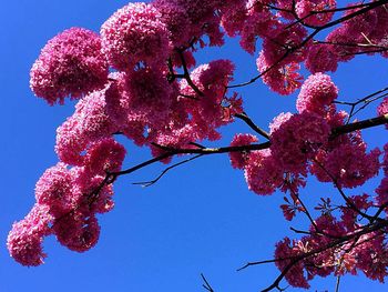 Low angle view of cherry blossom tree