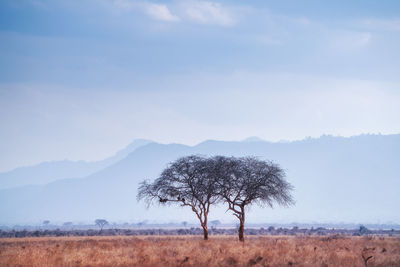 Tree on field against sky