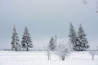Pine trees covered by snow in winter landscape against sky
