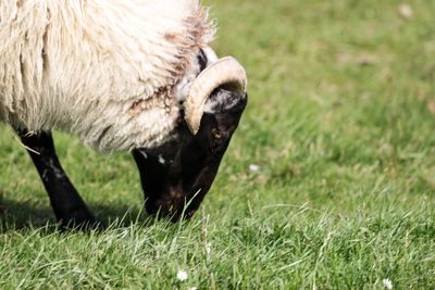 Close-up of sheep grazing on field