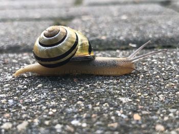 Close-up of snail