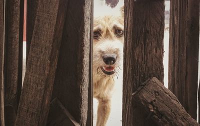 Close-up portrait of dog against sky