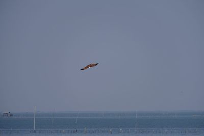 Seagull flying over sea against clear sky