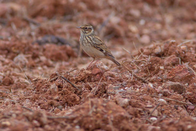 Close-up of bird perching on a field