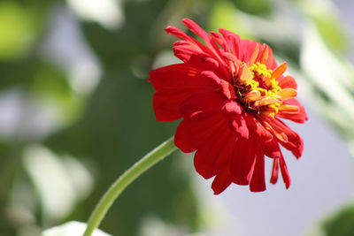 Close-up of red flower