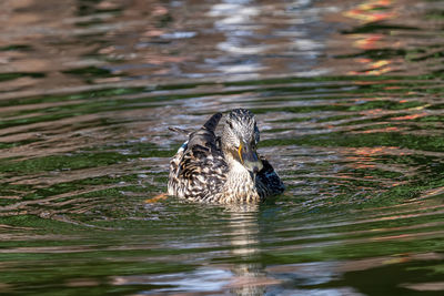 Duck swimming in a lake