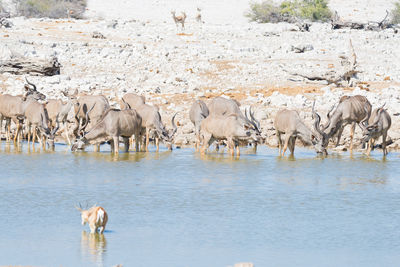 Kudu drinking water from lake