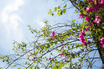 Low angle view of butterfly on pink flowering plant against sky