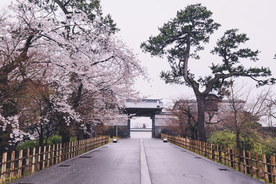 View of cherry trees by road against sky