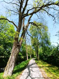 Footpath amidst trees in forest against sky