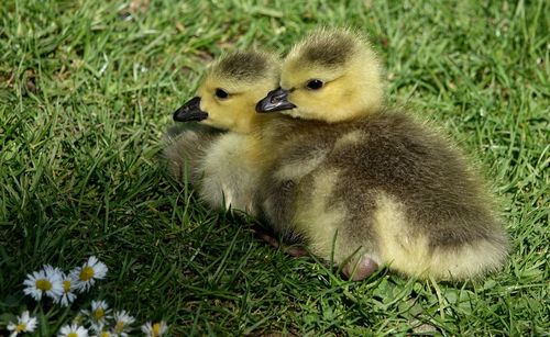 View of ducklings on field