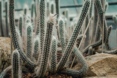 Close-up of cactus plant