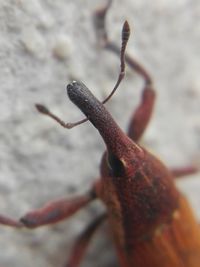 Close-up of plant against blurred background