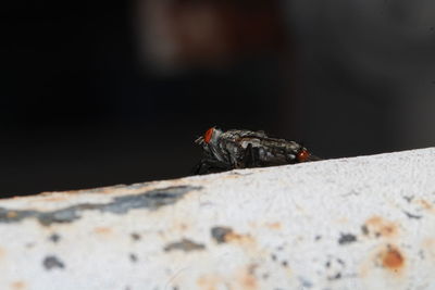 Close-up of fly on rock