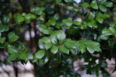 Close-up of fresh green leaves on plant