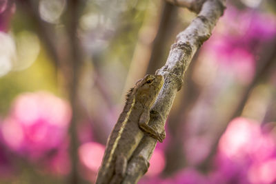 Close-up of lizard on tree