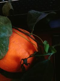 Close-up of crab on plant