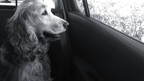 Close-up of dog looking through car window