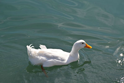 Birds floating on water