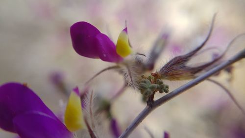 Close-up of purple flowers blooming outdoors