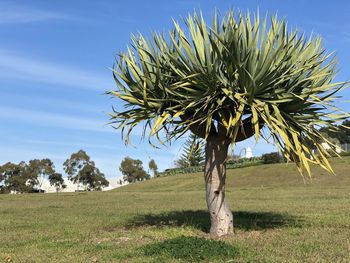 Tree on field against sky