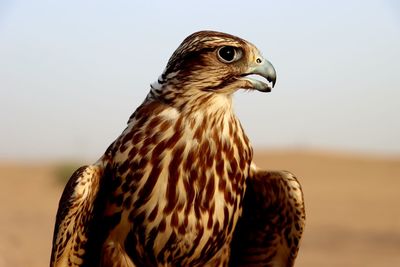 Close-up of a bird